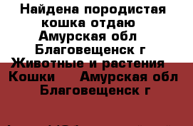 Найдена породистая кошка,отдаю - Амурская обл., Благовещенск г. Животные и растения » Кошки   . Амурская обл.,Благовещенск г.